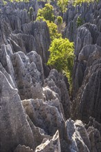 Rugged limestone rocks