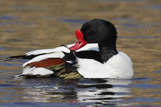 Common Shelduck (Tadorna tadorna)