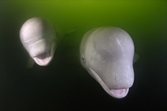 Two Beluga whales (Delphinapterus leucas)