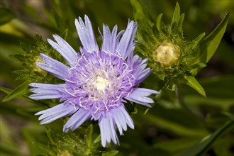 Cornflower Aster or Stokes' Aster (Stokesia laevis)