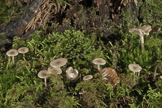 Funnel Caps (Clitocybe sp.)