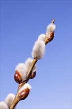 Pussy Willow or Great Sallow (Salix)