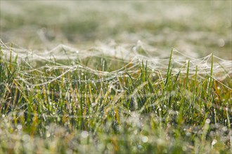 Spider webs on blades of grass wet with dew