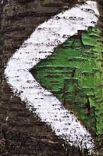 Trail marker painted on a tree trunk