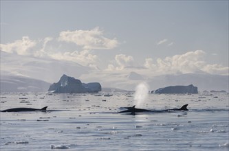 Pod of Antarctic Minke Whales (Balaenoptera bonaerensis)