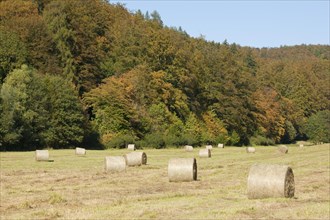 Bales of hay on a meadow