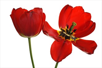 Red tulip flowers (Tulipa)