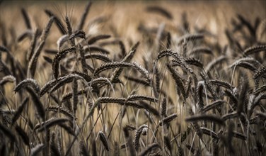 Ears of wheat in a grainfield