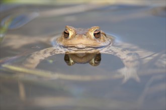 Common Toad or European Toad (Bufo bufo) in the water