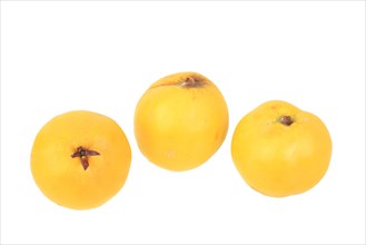 Quinces (Cydonia oblonga)