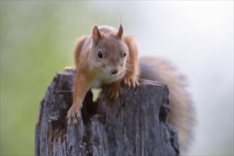Eurasian Red Squirrel (Sciurus vulgaris) in search of food on an old pine stump