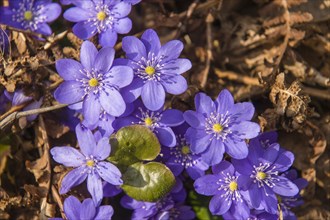 Noble Liverleaf (Hepatica nobilis)