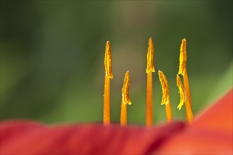 Daylily (Hemerocallis sp.)
