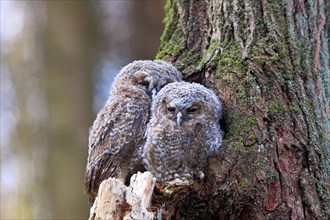 Young Tawny Owls or Brown Owls (Strix aluco) perched in front of a tree hollow