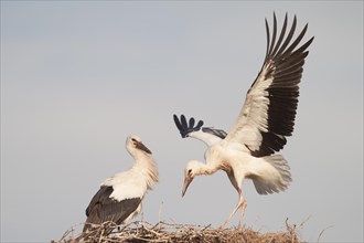 Young White Storks (Ciconia ciconia) during flight training on a nest