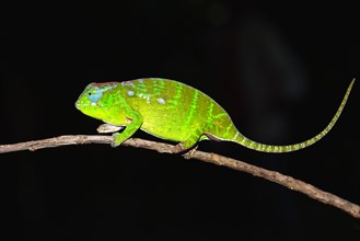 Petter's Chameleon (Furcifer petteri)