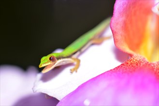 Day Gecko (Phelsuma pusilla)