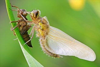 Newly hatched Four-spotted Chaser (Libellula quadrimaculata) with exuviae