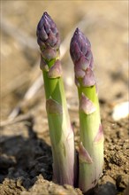 English asparagus spears growing in the field