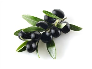 Black olives on an olive sprig