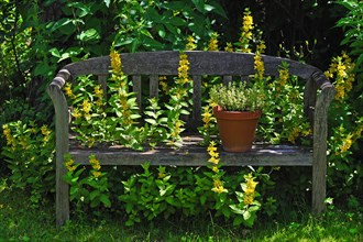 Wooden garden bench with Loosestrife (Lysimachia) growing through