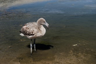 Young Andean Flamingo (Phoenicoparrus andinus) in a lagoon