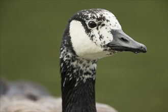 Canada Goose (Branta canadensis)