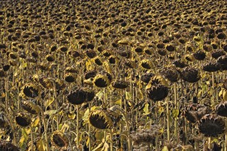 Wilted field of field of sunflowers (Helianthus annuus)