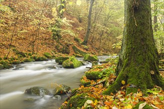 Holzbach stream in the Holzbachschlucht gorge