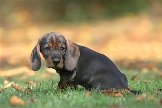 Roughhaired dachshund (Canis lupus familiaris) Puppy