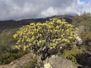 Flowering Berthelot Spurge (Euphorbia berthelotii)