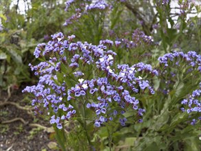 Limonium or Sea-lavender (Limonium brassicifolium)