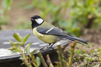 Great Tit (Parus major)