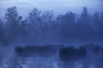 Morning fog over a moor pond