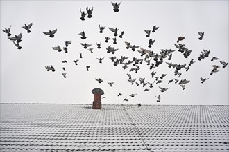 Pigeons taking flight from the snow-covered roof of a barn
