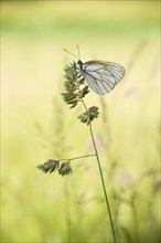Black-veined White butterfly (Aporia crataegi) on Cock's-foot or Orchard Grass (Dactylis glomerata)