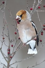 Hawfinch (Coccothraustes coccothraustes) with fruit of the vibrunum bush (Viburnum sp.) in its beak