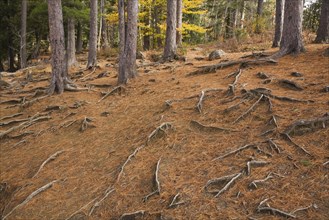Fallen pine needles (Pinus) and exposed roots in a forest in autumn