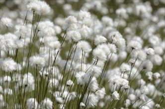 Blooming Hare's-tail Cottongrass