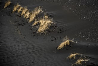 Beach Grass (Ammophila sp.) in black lava sand
