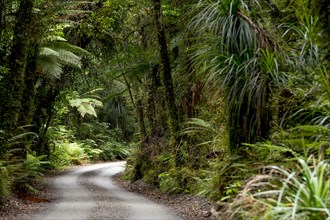 Forest trail in the middle of a New Zealand jungle