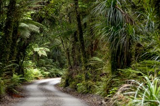 Forest trail in the middle of a New Zealand jungle