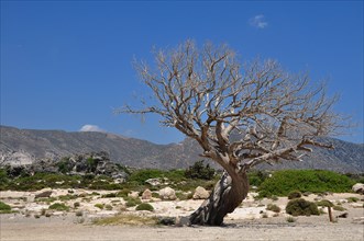 Dead olive tree