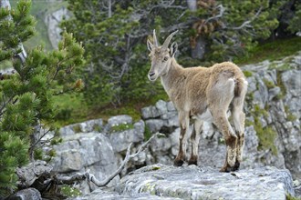 Young Alpine Ibex (Capra ibex) standing on a rock slab