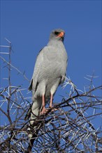 Pale Chanting-Goshawk (Melierax canorus argentior)