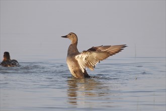 Gadwall (Anas strepera)