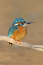Kingfisher (Alcedo atthis) male perched