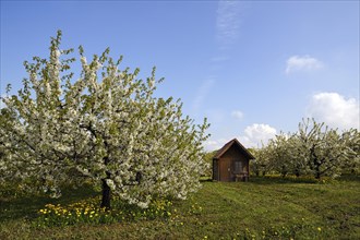 Blossoming Cherry Trees (Prunus avium)