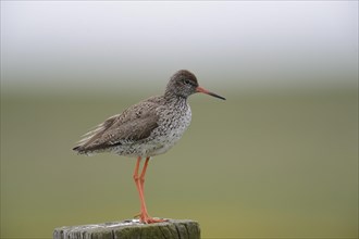 Redshank (Tringa totanus) perched on a post