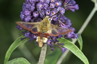 Broad-bordered Bee Hawk-moth (Hemaris Fuciformis) on Summer Lilac or Butterfly-bush (Buddleja)